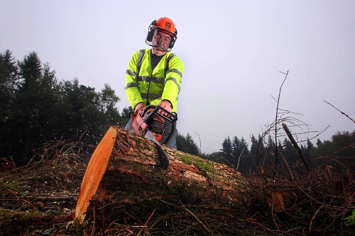 A KM Morris contractor saws infected larch trunk at Wentwood Forest - image:PA/Geoff Caddick
