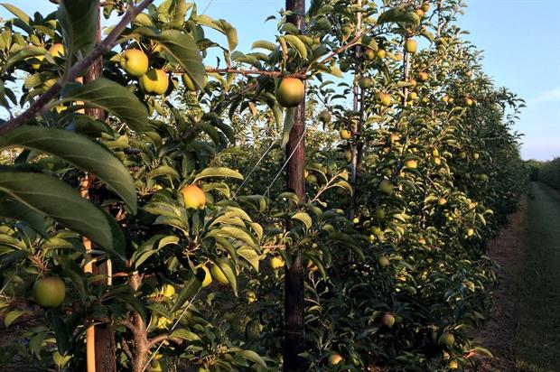Zari apples growing at Shrubbery Farm - image:HW