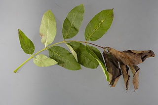 ash dieback
