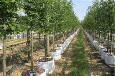 Barcham's Ely nursery. Image: Barcham Trees