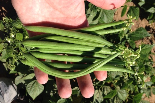 Green beans - image:Barfoots