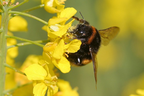Bumblebee on oilseed rape - image:Dean Morley