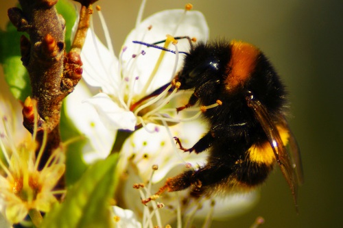 Bumblebee - image:Stewart Black