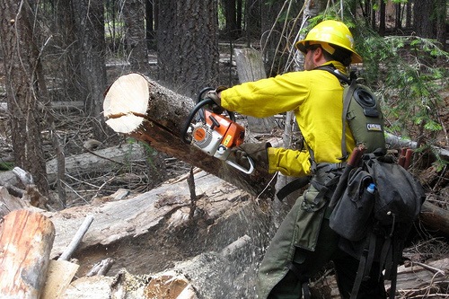 Tree work training - image: Hayden Clark