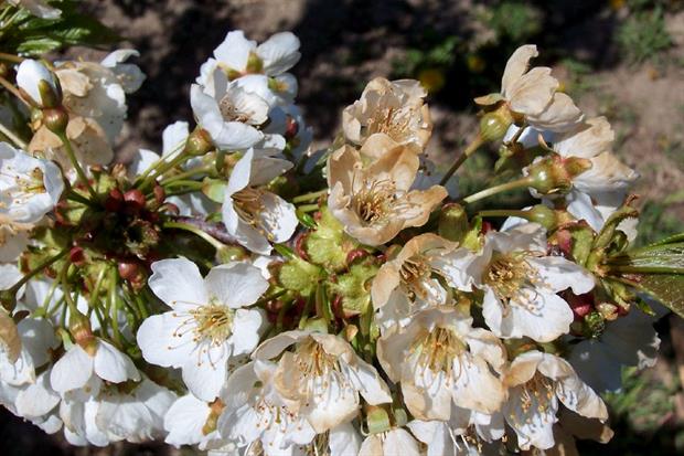 Frost-damaged sweet cherry blossom - image: Eric Hoffmann (CC BY ND 2.0)