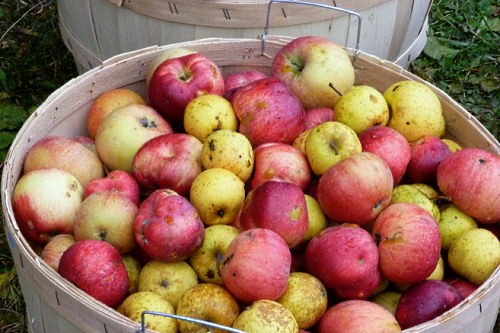 Cider apples - image: Rebecca Siegel