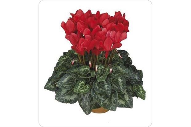 Cyclamen 'Latinia' - image: Ball Colegrave