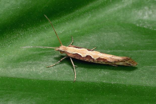 Image: Patrick Clement (CC BY 2.0)