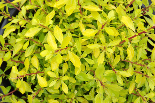 Escallonia 'Golden Carpet' - image: Seiont Nurseries