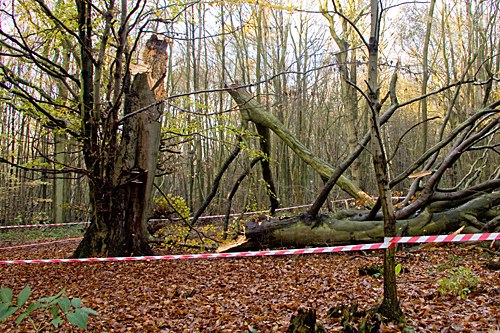 Fallen tree - image: Jack Picknell