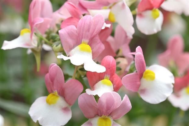 Farplants for Nemesia Lady Penelope | Horticulture Week