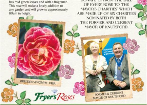 Image: Fryer's Roses