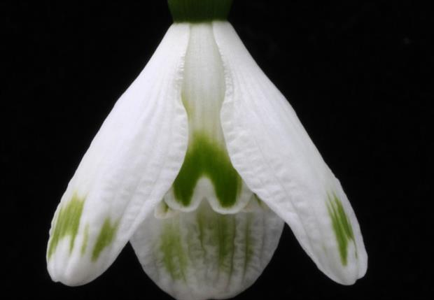 Galanthus Green Bottle