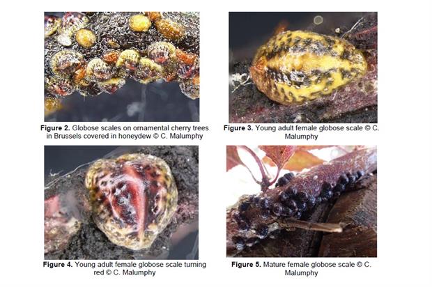 From the FERA factsheet - images: Chris Malumphy