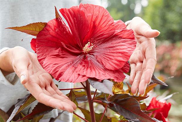 Hibiscus moscheutos Carousel Geant Red - image: Plantipp