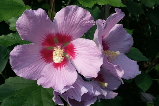 Hibiscus syriacus x moscheutos Eternal Flower Pink - image: Plantipp