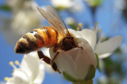 Honeybee - image: Alexander Stokes