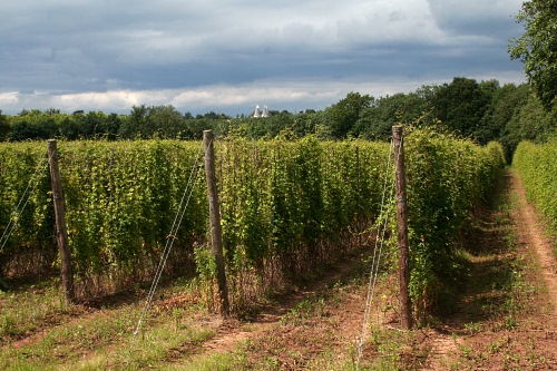 Hop growing - image:HW