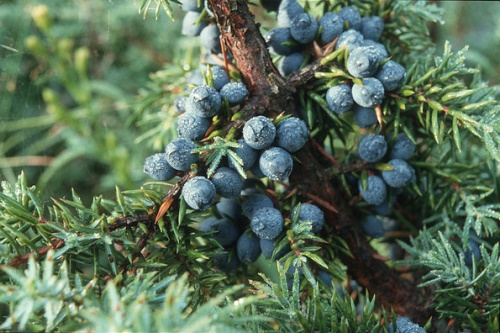 Juniper berries - image:Guttorm Flatabø