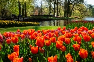 Keukenhof