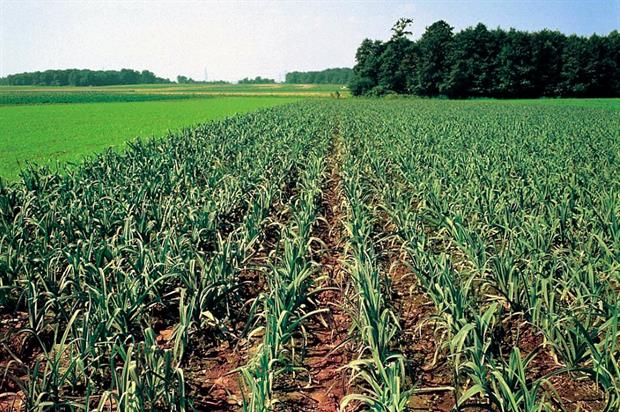 Image: www.bayercropscience.co.uk