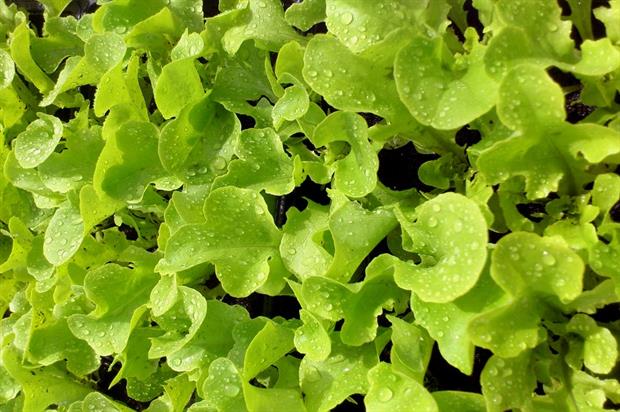 Image: Le Petit Coin Botanique (CC BY 2.0)
