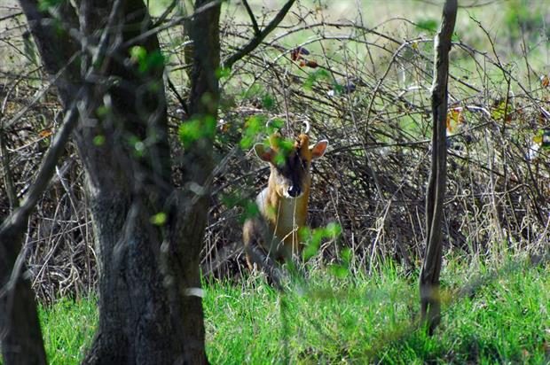 Muntjac deer - image: Martin V Morris (CC BY SA 2.0)