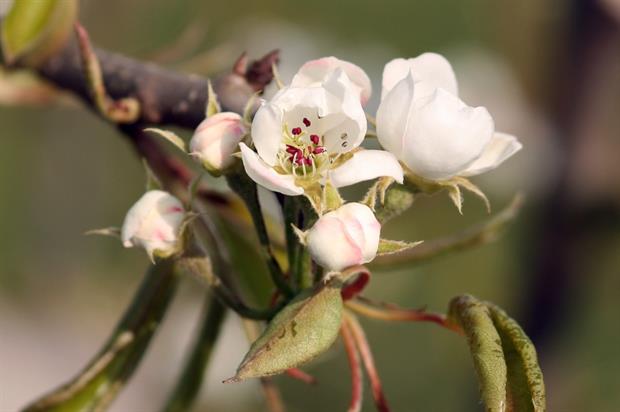 Pear blossom - Image: Dean Morley