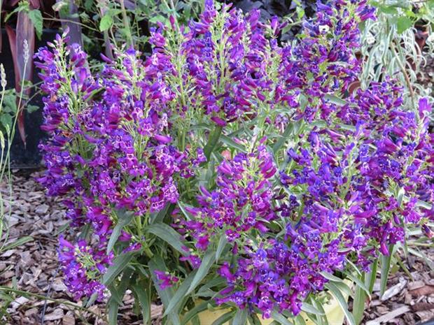 Penstemon Purple Perfection - image: Plantipp