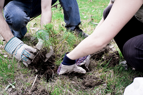 Tree planting - image:Alex Indigo