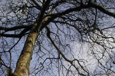 Plane tree - image: Rhian vK