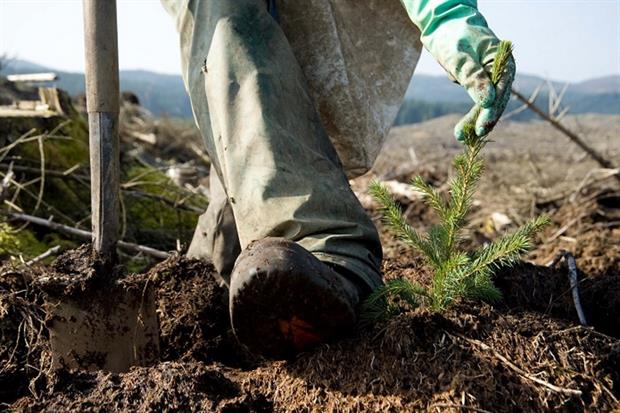 Image: Forestry Commission Scotland