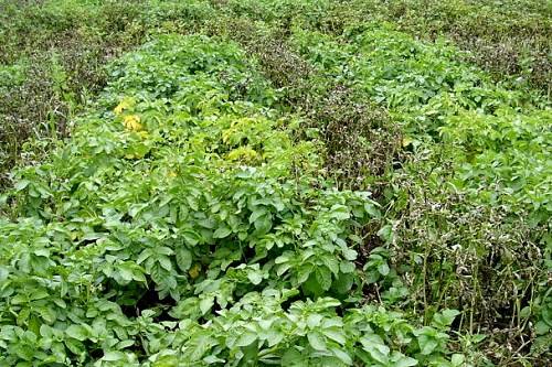 Blight-resistant and non-resistant potatoes in trials - image: Wageningen University