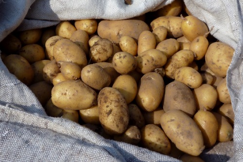 Potatoes - image:Seth Golub