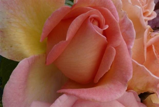 Rosa 'Sweet Syrie' - image: Harkness Roses