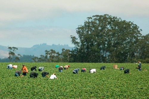 Seasonal labour - image:Donna Sutton