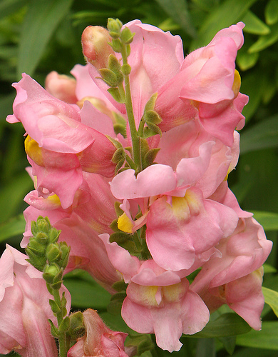 Snapdragon