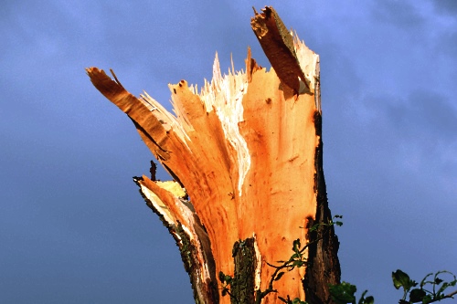 Snapped tree - image:thskyt