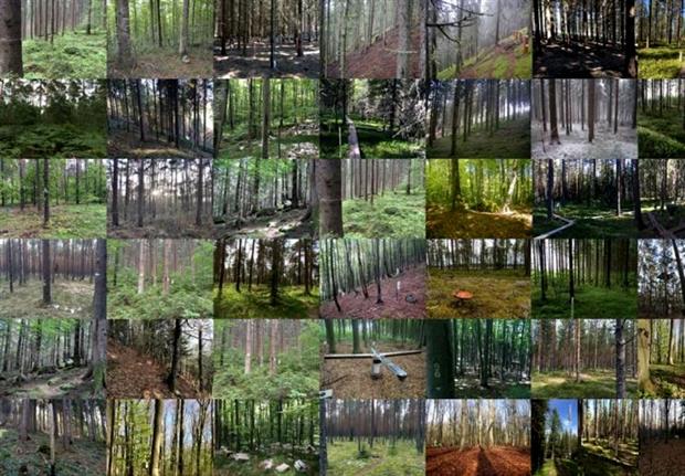 Some of the forests sampled - image: Sietse van der Linde