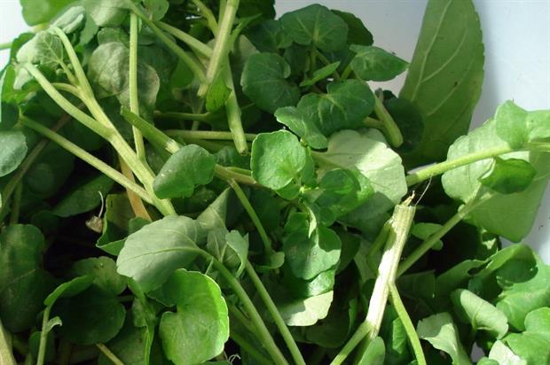 Watercress - image: David Blaine (CC BY 2.0)