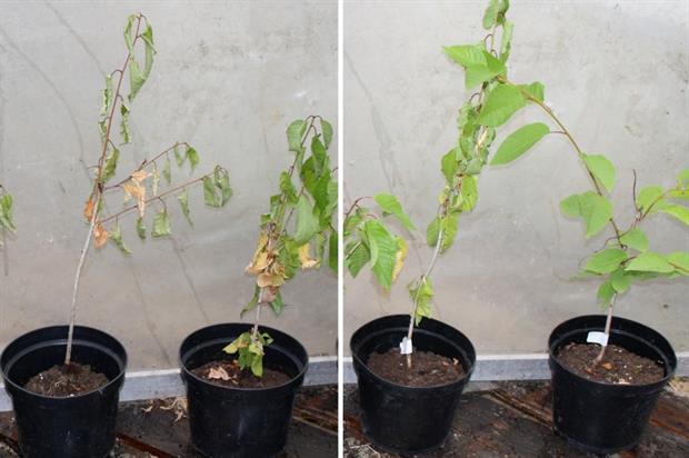 Drought-stressed young cherry trees in biochar-amended soils (right) compared to control (left) - image: Bartlett
