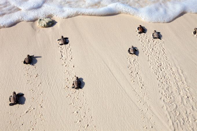 Baby turtles crawling towards the ocean