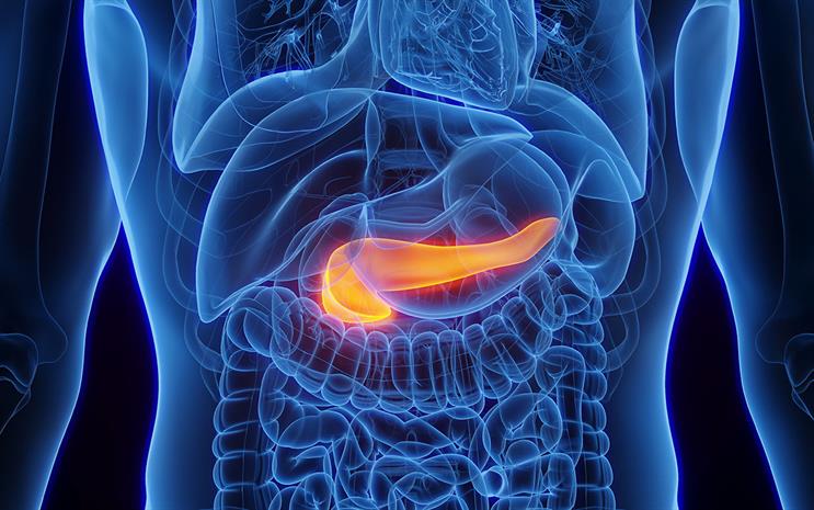 Illustration of the abdominal organs with the pancreas highlighted