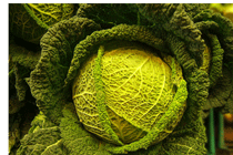Edible Garden exhibition planned after grow your own food trend