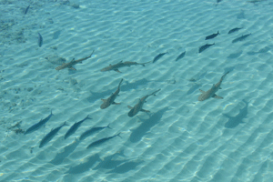 Don't eat the fish: Compass increases slippery blacklist