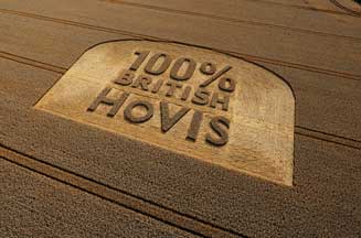 Hovis to use 100% British wheat
