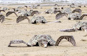 Rapp scoops green award for 'turtles' campaign