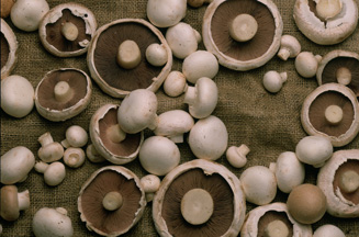 Mushroom trade body starts search for ad agency