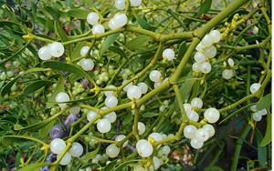 Mistletoe will take place at Christ Church Spitalfields
