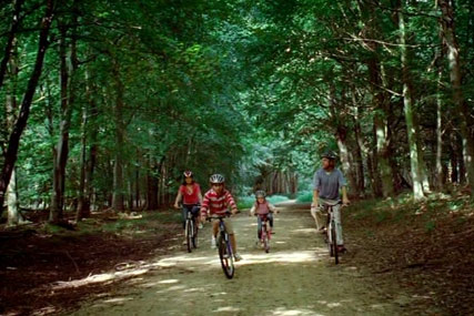 Center Parcs: creative review